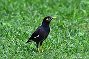 DSC_7515 Acridotheres tristis common myna_tn